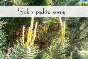 Sok z pędów sosny cz 1 - zbieractwo i początek produkcji