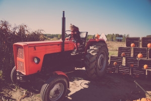 Pumpkin Picking – czyli miejskie dziecko w wiejskim otoczeniu